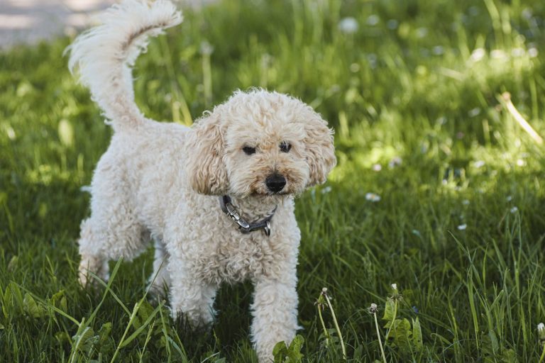 Toy Poodle Nedir? Özellikleri ve Genel Yapısı t1